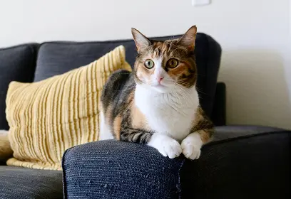 Calico cat lying on a couch