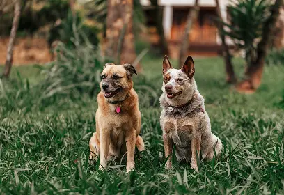Two dogs sitting on the grass