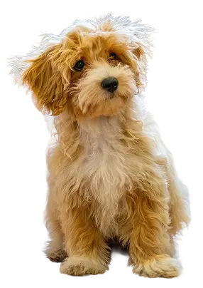 Fluffy golden puppy