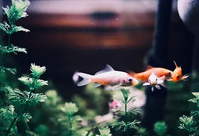 Goldfish swimming among aquarium plants