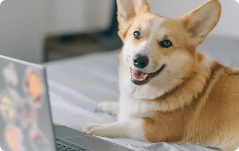 Corgi lying on a bed next to a laptop