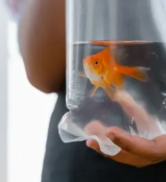 Hands holding a goldfish in a plastic bag
