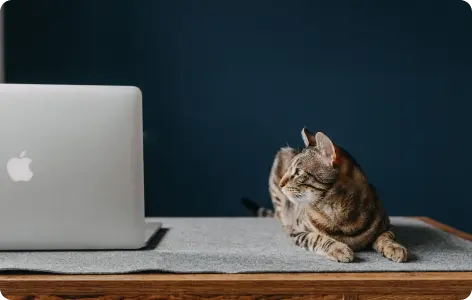 Tabby cat lying on a desk next to a laptop